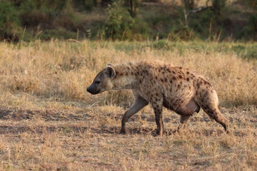 Female spotted hyena, Masai Mara National Park, Kenya.