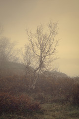 Fototapeta na wymiar Landschaft,Natur,Morgenrot,Herbst,Nebel