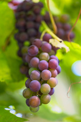 Bunch of grapes ripens against the background of grape leaves. Late grape varieties. Production of grape wine. Vertical.