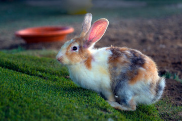 rabbit in the farm eating vegetables