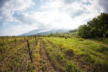 Fototapeta premium Vineyards on the background of the sea and mountains.