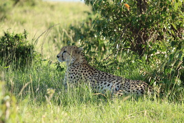 Fototapeta na wymiar Cheetah resting, Masai Mara National Park, Kenya.