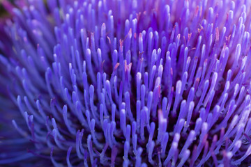 Blurred abstract background. Close-up petals of purple artichoke flower