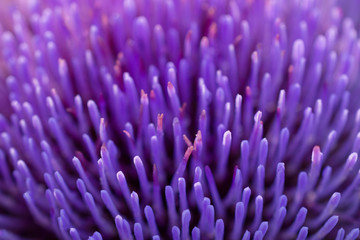 Blurred abstract background. Close-up petals of purple artichoke flower