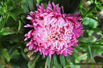 Pink Aster