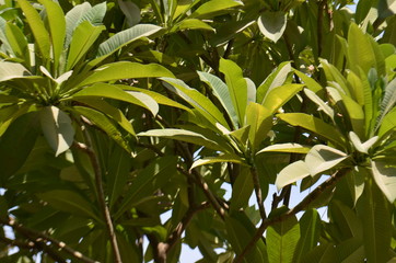 Obraz premium Summer Green