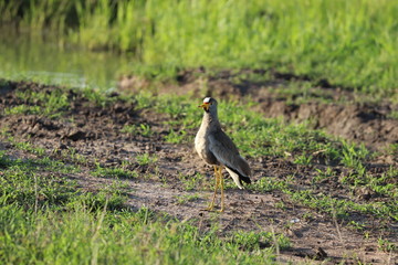 Bird with yellow legs, Masai Mara National Park, Kenya.