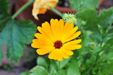 Calendula flower