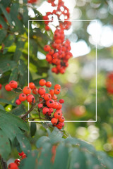 Rowan branches covered with beautiful red berries with frame