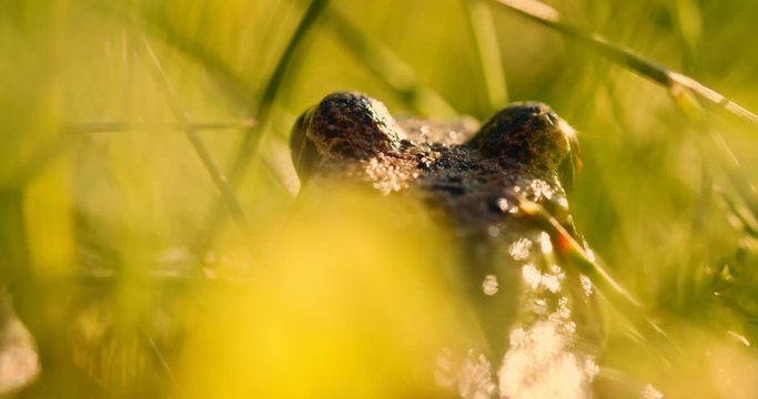 Close-up frog in the wild. hid among leaves and sticks. Macro shooting