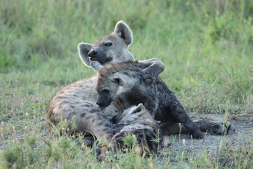 Spotted hyena cubs nursing from their mom, Masai Mara National Park, Kenya.