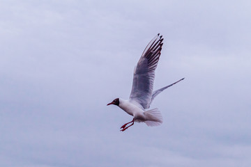 A seagull in flight with spread wings soars in the air