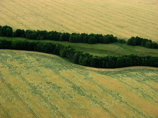 aerial view of the field with a strip of trees crossing it