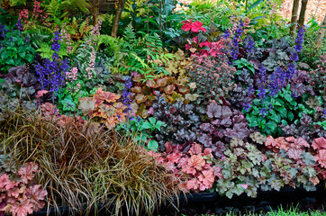 The planted border with mixed ground covering planting including Heuchera and Salvia in a country...