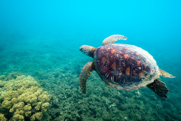 Turtle swimming in blue water at Fitzroy Island Cairns great barrier reef © Orion Media Group