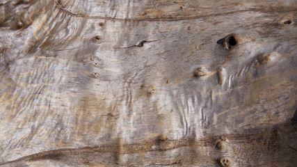 Naklejka premium dry tree trunk without bark