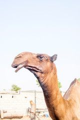 Camel at farm in UAE outside Abu Dhabi for dessert camel tour