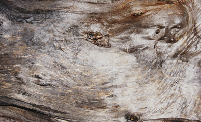 smooth winding surface of the tree trunk without bark