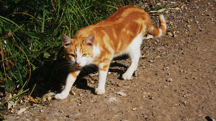 wary red-and-white cat