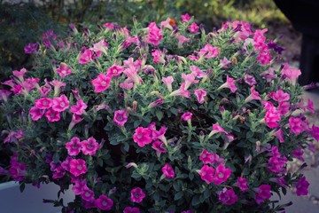 pink flowers in the garden