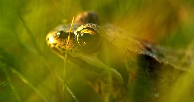 Close-up frog in the wild. hid among leaves and sticks. Macro shooting