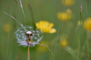 Selective focus on dandelion seeds in summer meadow. Macro