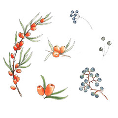Watercolor autumn orange and blue berries on white background