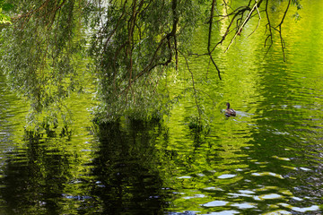 A duck in a lake full of reflections