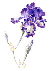 Watercolor on white: iris cultivar 