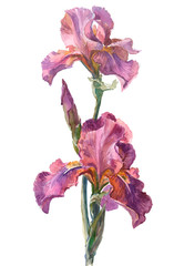 Watercolor on white: Iris cultivar Crispette