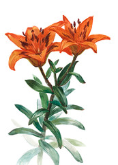 Watercolor on white: orange lily
