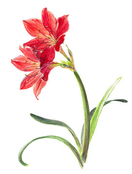 Watercolor on white: Vallota speciosa