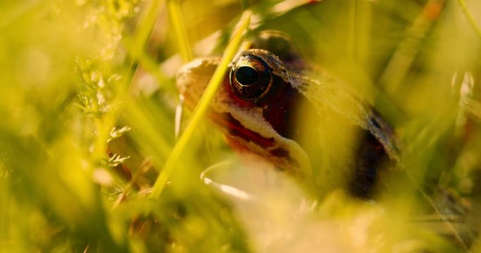 Close-up frog in the wild. hid among leaves and sticks. Macro shooting