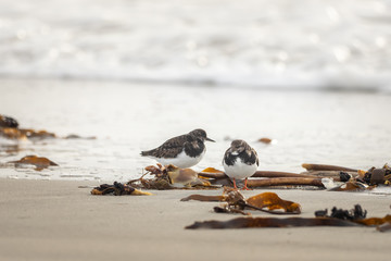 A group of wild birds on the beach
