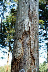 Bäume von Borkenkäfer befallen, Schädlinge und Trockenheit begünstigen Waldsterben