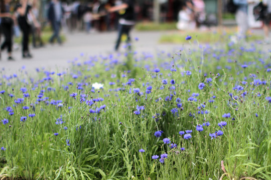 Cornflowers for greener city with blurry urban people in background