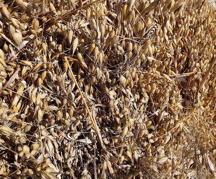 Close-up of sheaves of grain cut with binder drying in stook