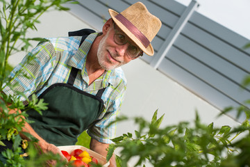 man gardener picking tomatoes in the vegetable garden