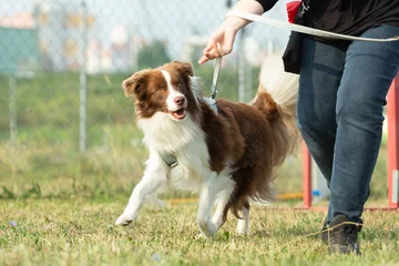 Ein australischer Schäferhund läuft auf einer grünen Wiese in einer Hundezone oder Hundeschule. © TeamDF