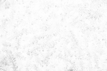 White Leaves Plant in Fossil Style on Concrete Wall Texture Background.