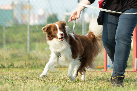 A australian shepherd dog is running on a green meadow in a dog zone or dog school.