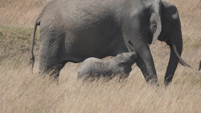 slow motion shot of an elephant calf with its mother in masai mara game reserve in kenya- originally shot at 180p