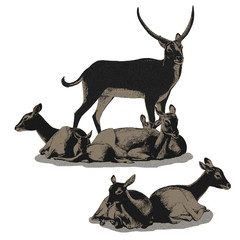 cartoon scene with koba lychee safari animal illustration for children