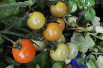 Growing cherry tomatoes