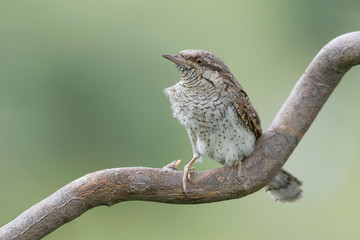 Eurasian Wryneck,  a bizarre small gray woodpecker (Jynx torquilla)
