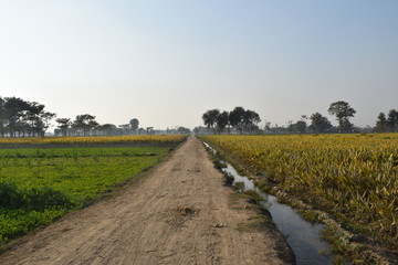 Muddy path between watercourse, turmeric fields, lucerne and Mustrad fields