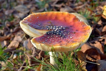 amanita muscaria in the forest