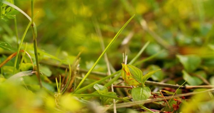 Close-up frog in the wild. hid among leaves and sticks. Macro shooting