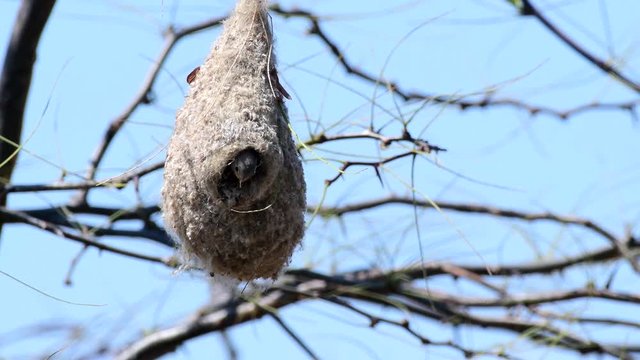 Eurasian penduline tit, Remiz pendulinus, on the nest. Bird feeds its chicks