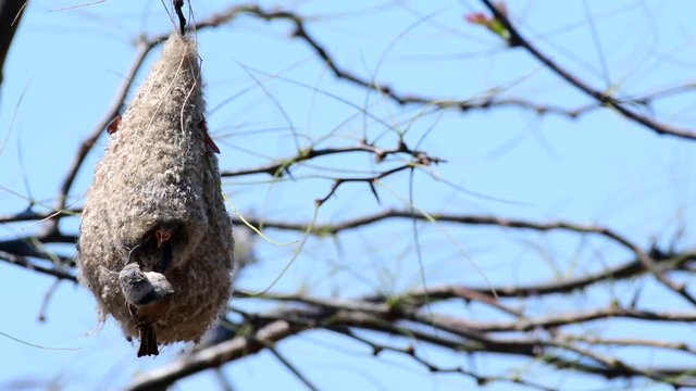 Eurasian penduline tit, Remiz pendulinus, on the nest. Bird feeds its chicks